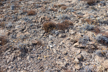 Dry steppe grass close-up on rocky soil in Greece. Hot summer flora botany details