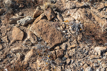 Dry grass and rocks close-up on ground in Greece. Hot summer flora botany details foliage