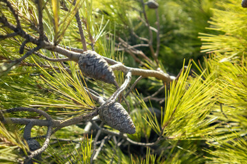 Conifer cones in vibrant green pine tree branches background. Natural evergreen botanical close-up. Sunny summer Greece
