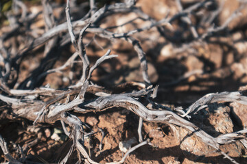 Dry curvy gray bare juniper branches close-up on brown ground in Greece. Hot summer drought botany details.