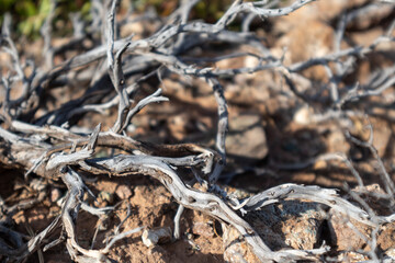 Dry curvy gray branches close-up on brown ground in Greece. Hot summer drought botany details