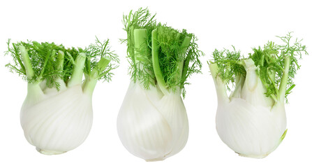 fresh fennel bulb isolated on white background with clipping path and full depth of field. Top view. Flat lay