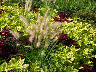 flowers in the garden