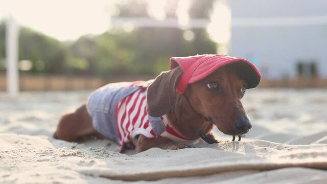 a cute funny dachshund in a vest and a cap lies on a sandy beach at sunset in summer. High quality 4k footage