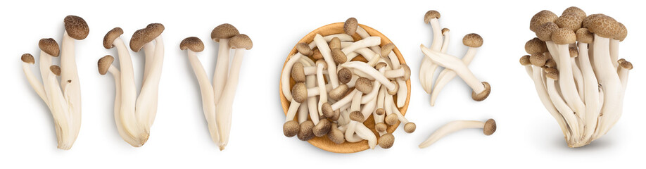 Brown beech mushrooms or Shimeji mushroom isolated on white background. Set or collection