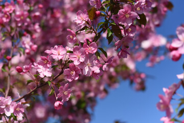 Blossoming decorative apple tree. Pink blossoming apple tree. Beautiful flowers of decorative apple tree or paradise apple tree in sunlight against sky