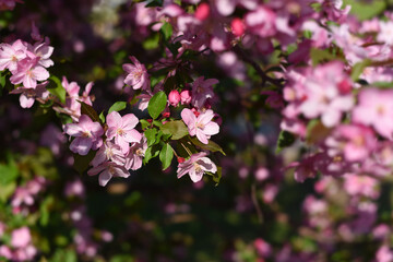 Blossoming decorative apple tree. Pink blossoming apple tree. Beautiful flowers of decorative apple tree or paradise apple tree in sunlight against blurry background