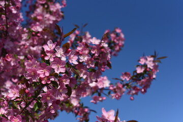 Blossoming decorative apple tree. Pink blossoming apple tree. Beautiful flowers of decorative apple tree or paradise apple tree in sunlight against sky