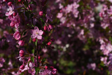 Blossoming decorative apple tree. Pink blossoming apple tree. Beautiful flowers of decorative apple tree or paradise apple tree in sunlight against blurry background