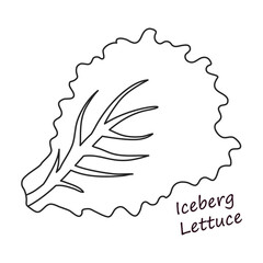 Lettuce and salad outline vector of icon.Outline vector illustration leaf of lettuce. Isolated illustration leaf of salad icon.