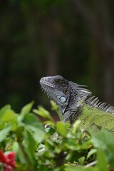 iguana on a branch