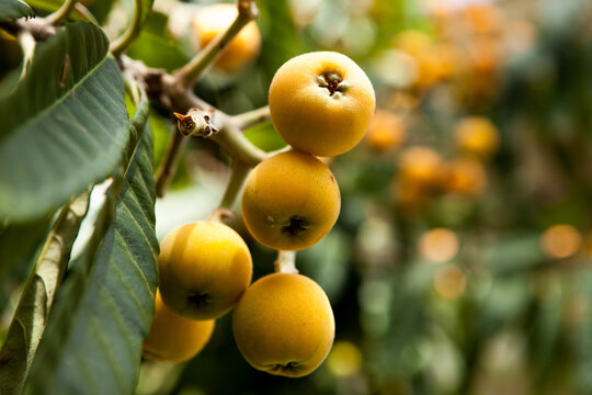 medlar tree. Turkish national fruit medlar, ripe fruits on the tree. natural products, fruits