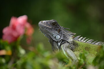 iguana on a tree