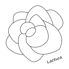 Lettuce and salad outline vector of icon.Outline vector illustration leaf of lettuce. Isolated illustration leaf of salad icon.