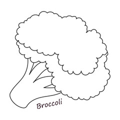 Lettuce and salad outline vector of icon.Outline vector illustration leaf of lettuce. Isolated illustration leaf of salad icon.