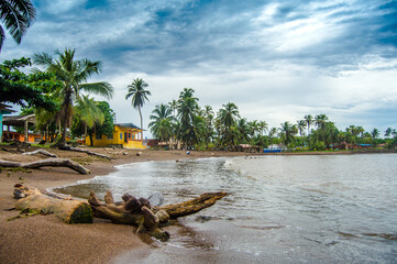 beach with palm trees