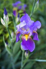 A beautiful Purple Bearded Iris against a nicely blurred background of green leaves.