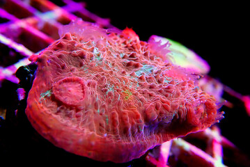 Colorful Chalices LPS coral on frag plug in coral aquarium tank © Kolevski.V