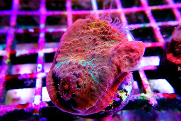 Colorful Chalices LPS coral on frag plug in coral aquarium tank © Kolevski.V