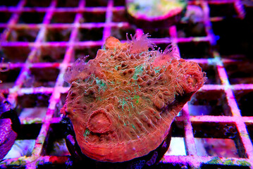 Colorful Chalices LPS coral on frag plug in coral aquarium tank © Kolevski.V