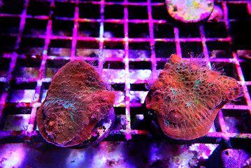 Colorful Chalices LPS coral on frag plug in coral aquarium tank