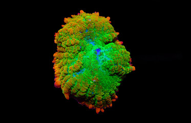 Sun-stone rare Rhodactis soft mushroom coral