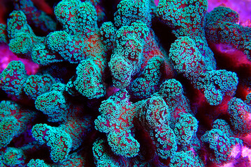 Macro scene of Stylophora sps coral - Pocilloporidae sp.