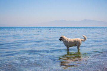 Obraz premium dog enjoying on the beach 