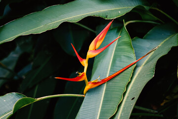 red and green leaves tropical flower