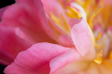 Abstract, Floral, Photography, Art, Pink