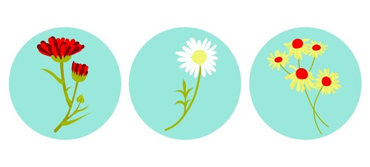 Vector icons for related stories. Round stickers with flowers. Chamomile and calendula on a round blue background. 