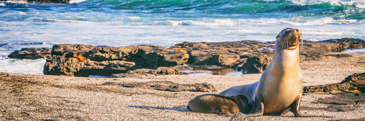Galapagos Sea Lion in sand lying on beach. Wildlife in nature, animals in natural habitat....