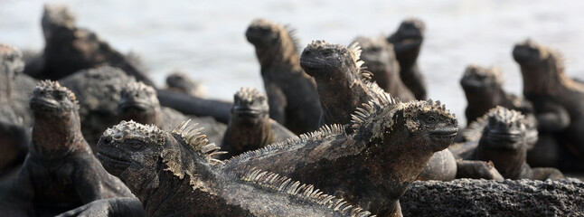 Panoramic banner of Galapagos animals - Marine Iguana. Cute Amazing wildlife animals on Galapagos...