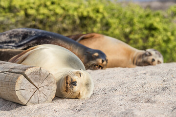 Galapagos Sea Lions lying in sand on beach on Galapagos Islands resting sleeping - Cute adorable Animals. Animal and wildlife nature on Galapagos, Ecuador, South America. Family of Sea lions