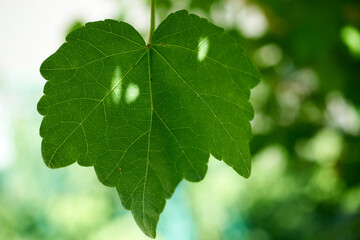 葉っぱ・マクロ