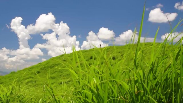 真夏の入道雲と風にゆれる阿蘇の草原