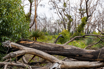 Burnt trees and new revegetation after the bush fires on Kangaroo Island South Australia on may 10th 2021