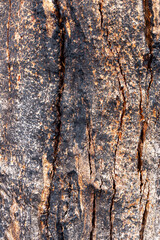 Texture of bark on Burnt trees after the bush fires on Kangaroo Island South Australia on may 10th 2021