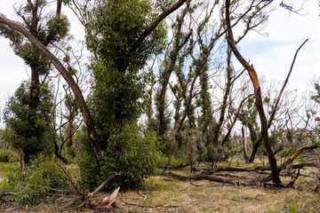 Burnt trees and new revegetation after the bush fires on Kangaroo Island South Australia on may 10th 2021