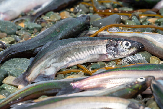 Small fresh female capelin fish or capelin smelt with green and silver bodies lay on a rocky beach. Shishamo,Mallotus Villosus, are little egg producing fish meal that has jumped onto a beach to spawn