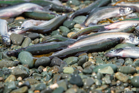 Small fresh female capelin fish or capelin smelt with green and silver bodies lay on a rocky beach. Shishamo,Mallotus Villosus, are little egg producing fish meal that has jumped onto a beach to spawn