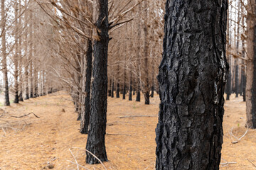 A forest of dead burnt trees after the bush fires on Kangaroo Island South Australia on may 10th 2021