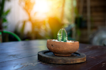 Green Cactus planted in brown clay pot on a wooden table, natureblurry background