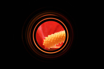 These are red, orange circles on a black background, ther is atrium flower in the center . This is...