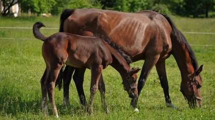 Beautiful thoroughbred brown horses mom and foal graze green meadow on bright sunny summer or spring day.Horse family.Beautiful natural banner.