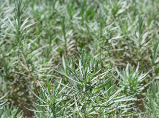 Sprig of rosemary on a blurred background, growing rosemary