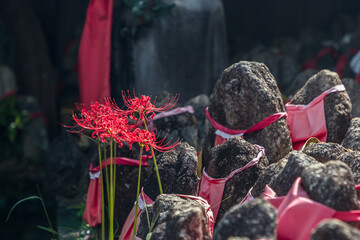 彼岸花の咲く秋の入口