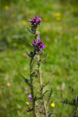 Blooming inflorescence and stem with spines - Cirsium palustre.