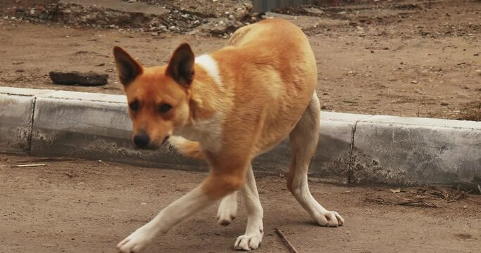 Brown mongrel resting near curbstone than running away limping tracking shot.