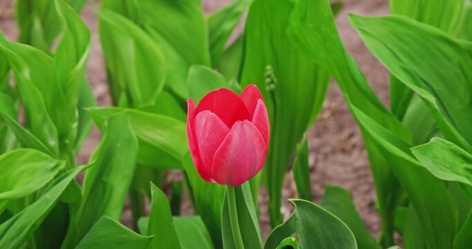 One red tulip in the garden at leaves background with place for text. Spring flowers florist shop or a tulip festival promo ad.